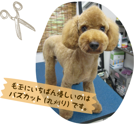 毛玉にはクリッパーがおすすめ！